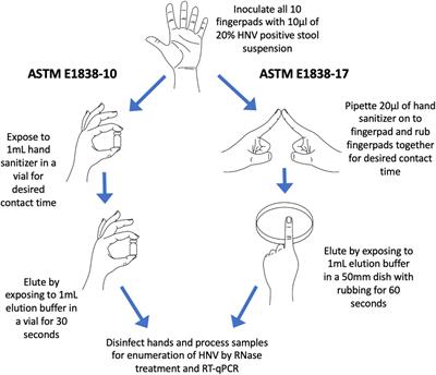 Comparative Assessment of the Efficacy of Commercial Hand Sanitizers Against Human Norovirus Evaluated by an in vivo Fingerpad Method